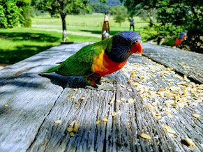 Rainbow lorikeet